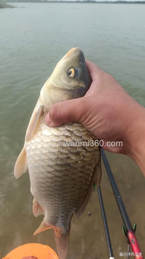 春秋发窝最快的鲫鱼窝料？
