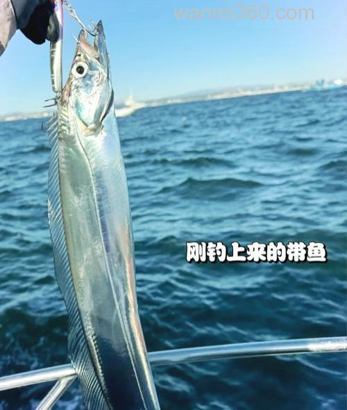 青岛海钓八带鱼攻略:掌握技巧,选对钓点与时机很关键