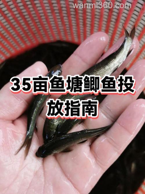 自家鱼塘小鲫鱼苗太多了,怎么解决
