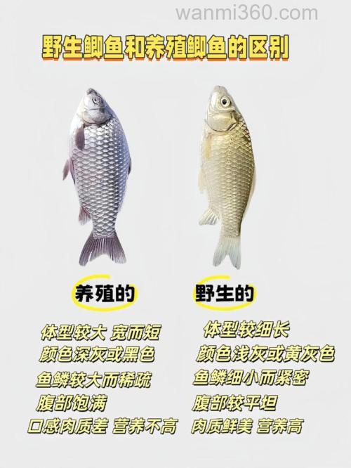 野生鲫鱼鱼和池塘养的鲫鱼怎样区分？