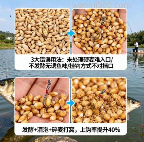 用麦子杂个钓鲫鱼呢？