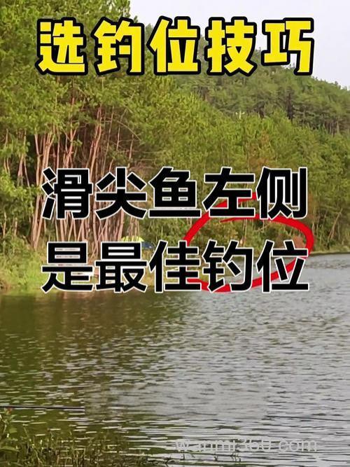 夏季钓鲷鱼黄金季!掌握技巧、选对钓位,渔获满满不是梦?