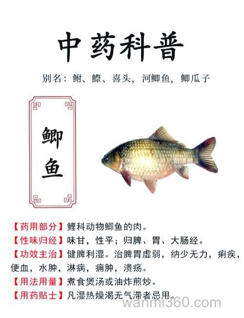 鲫鱼吃食不好如何办