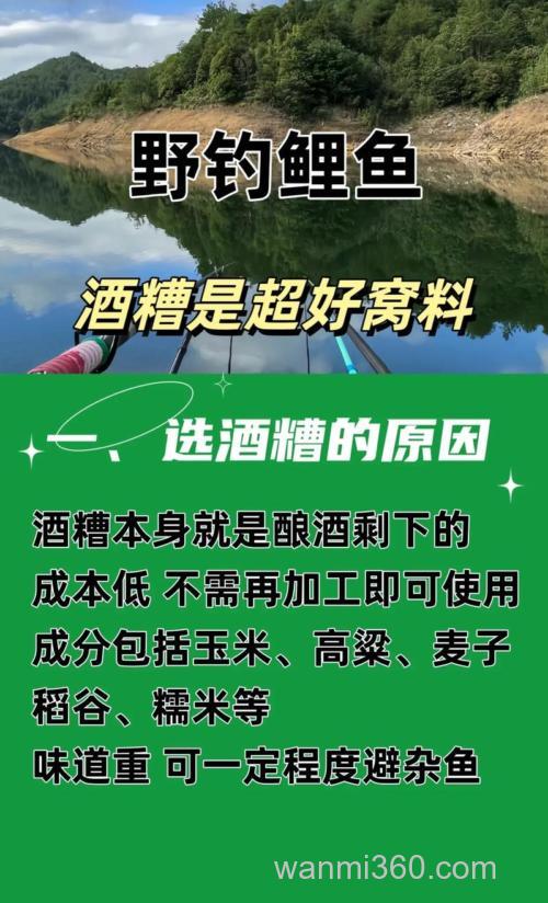 怎样用酒糟钓鱼？