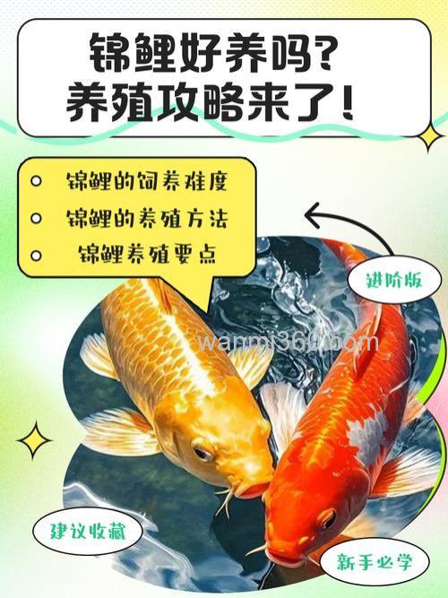 家庭如何饲养锦鲤