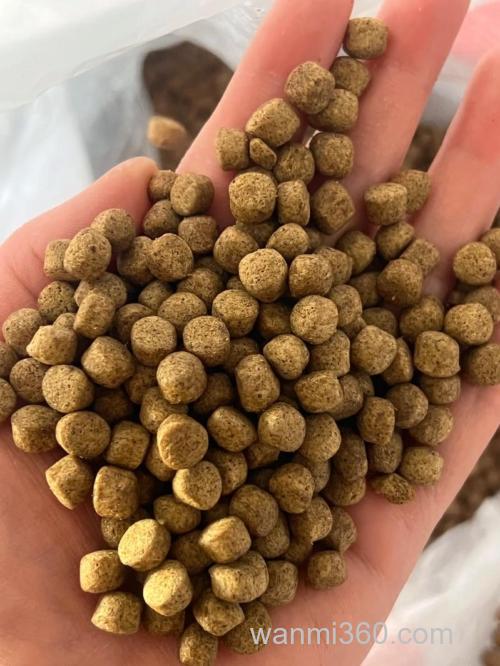 养草鱼用什么饲料？