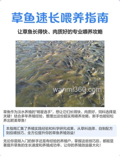 家里养草鱼喂什么?