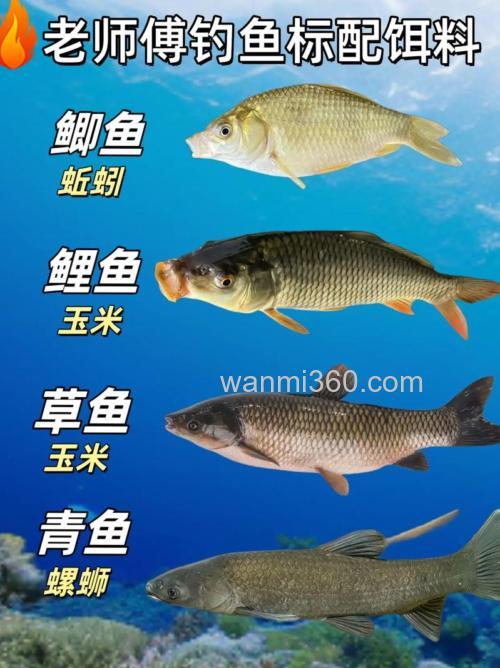 什么样呢诱饵鱼最喜欢?