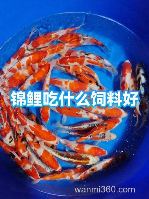 锦鲤吃生玉米粉吗？