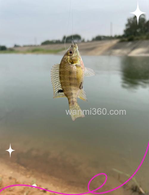 非洲鲫鱼用什么饵好钓?