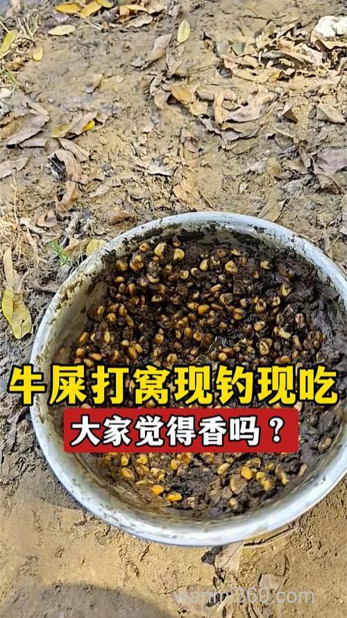 新鲜牛粪打窝多久可以钓鱼?