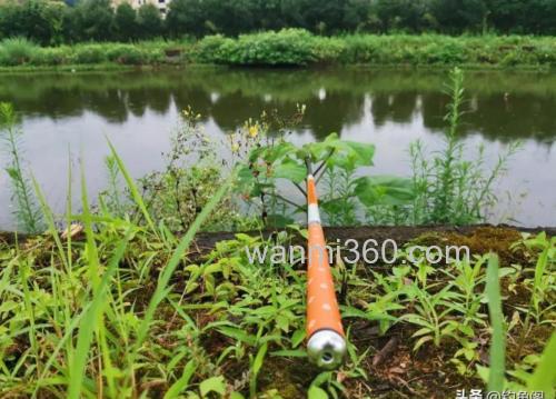 钓草鱼用什么水果最好?