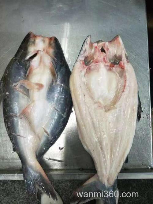 广东春季哪些鱼开口?