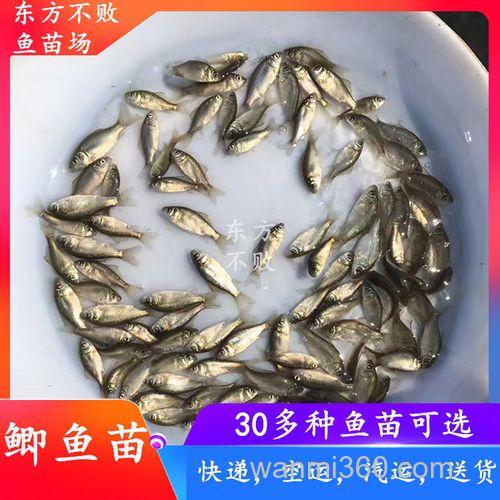 中科3号鲫鱼喂什么饲料？