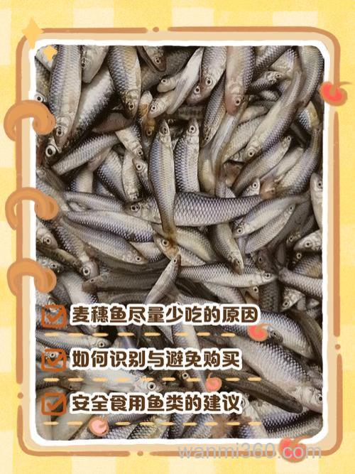 麦穗鱼不吃的饵?