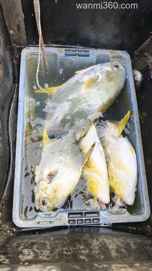 海钓金鲳鱼的乐趣与技巧,这些实用经验助你出海更有把握