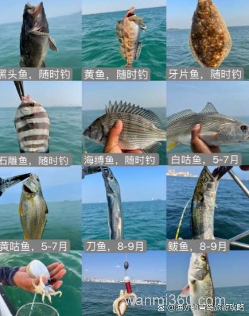 海钓黑头鱼的秘诀大公开!掌握这些技巧轻松上钩