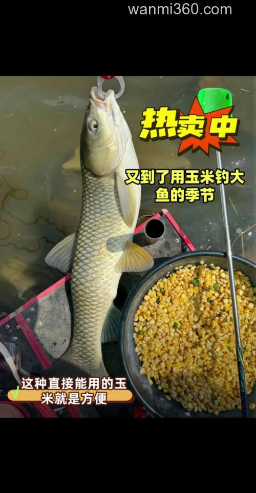 vb玉米适合钓什么鱼
