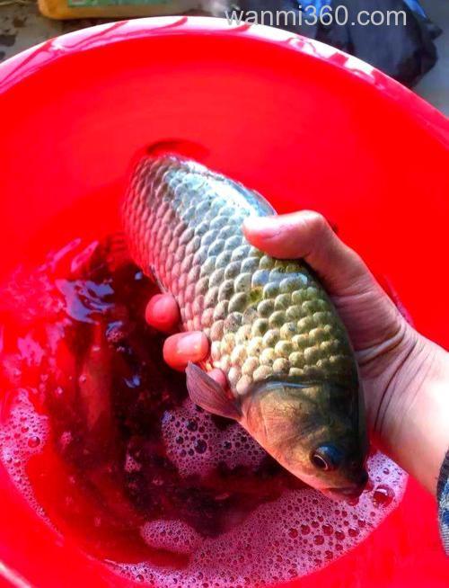 使什么样的鱼食最好钓鲫鱼