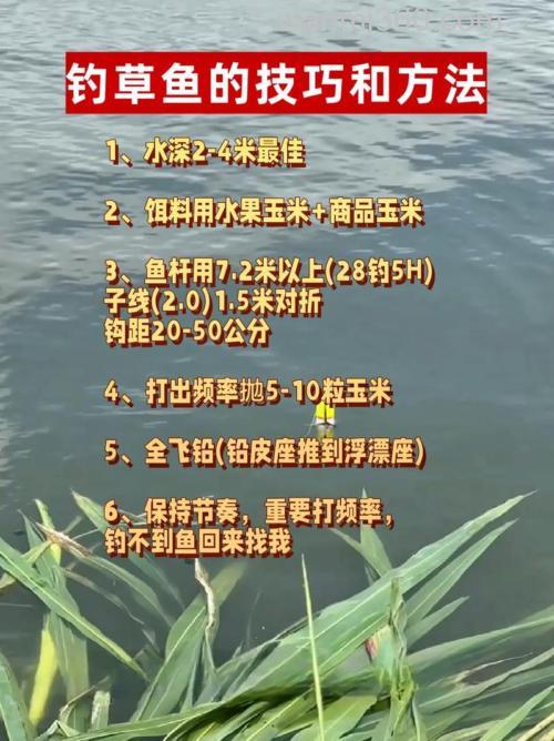 怎么钓草鱼 钓草鱼的三个技巧