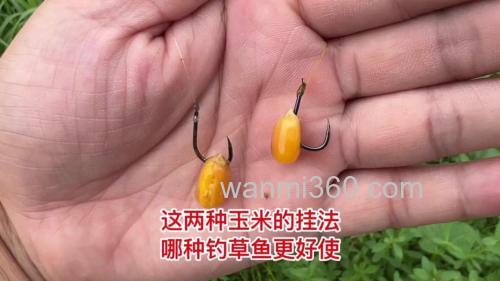 八荒玉米饵钓草鱼怎么样?