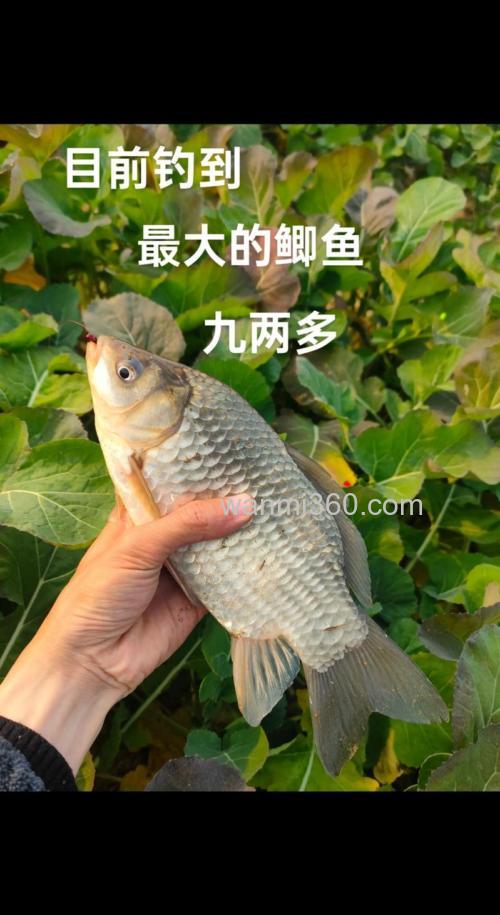 在大型水库钓鲫鱼用什么商品最好?