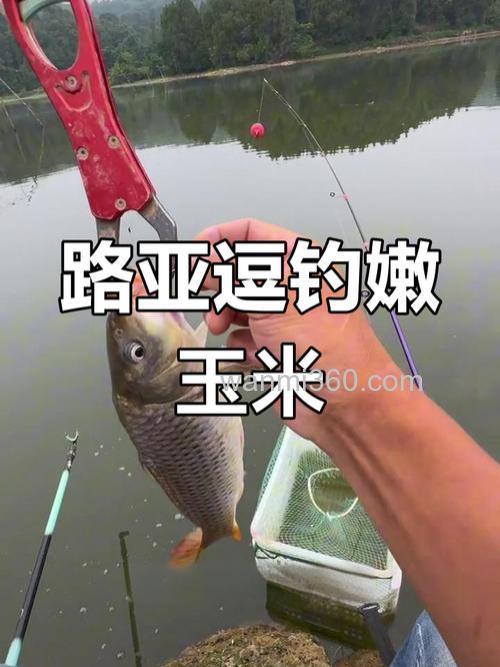 嫩玉米钓鲤鱼做法