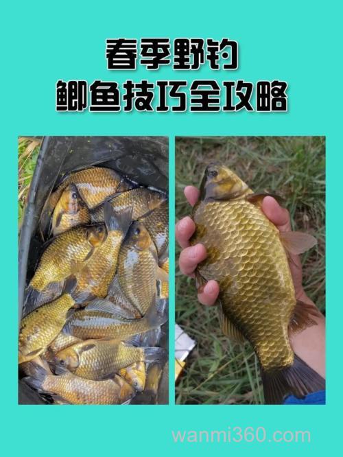春季野钓鲫鱼技巧