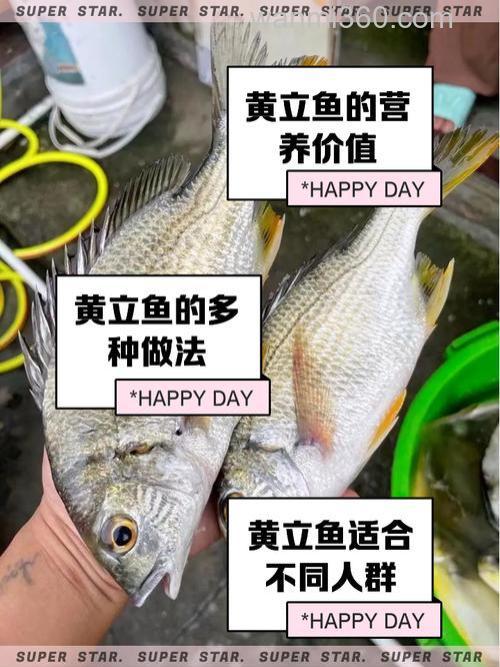山东沿海海钓黄鱼超受欢迎,掌握这些方法及分布规律很关键