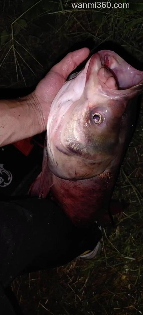 急求怎样夜钓鲢鳙