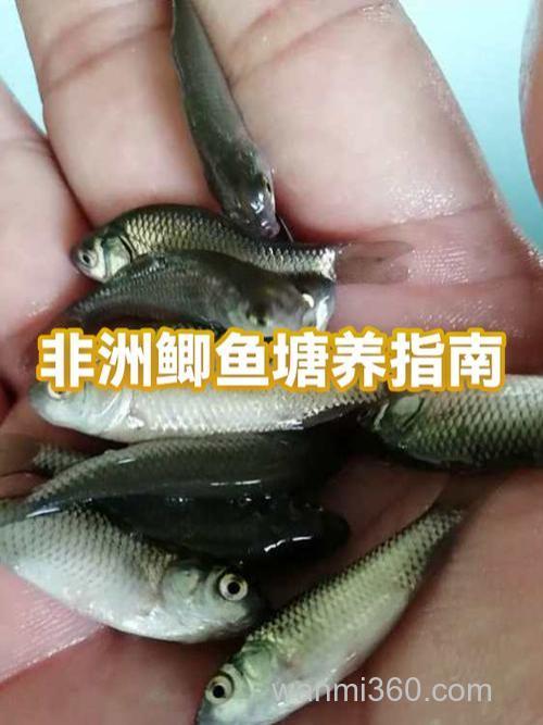 鲫鱼养殖技术与鱼塘管理？