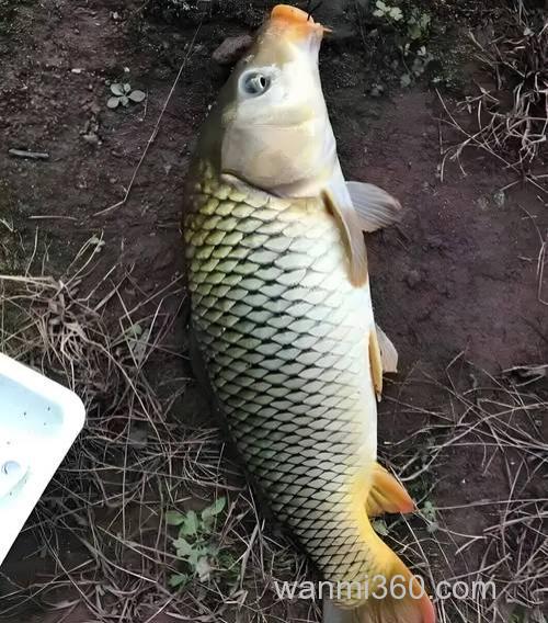 玉米渣啤酒蜂蜜和在一起打窝钓鲤鱼好吗