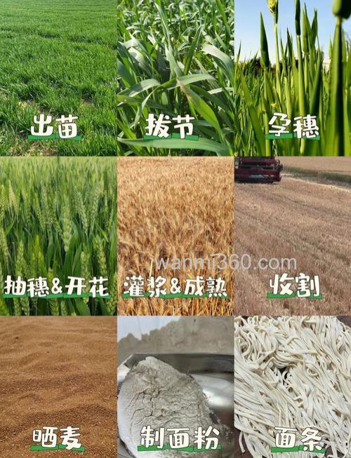 麝香麦子适合啥季节?