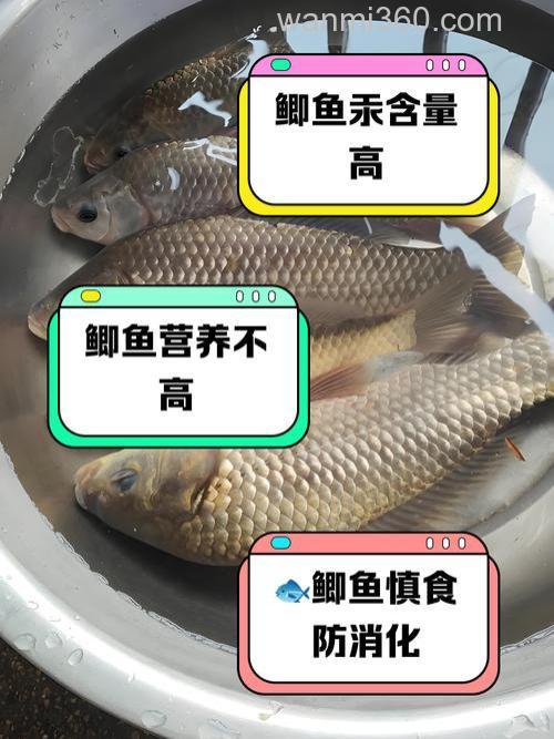 鲫鱼为什么不吃玉米粒？