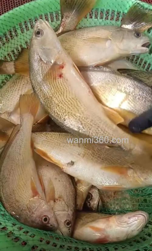 沿海常见海钓目标鱼黄姑鱼,这些钓点与饵料选择要知道