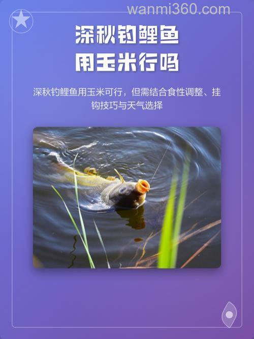 深秋钓鲤鱼用玉米行吗
