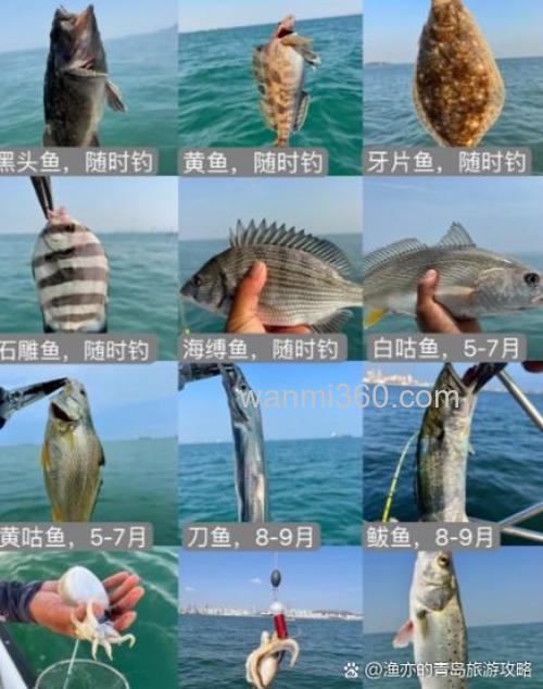 海钓成功秘诀:鱼饵挑选与运用技巧,你知道多少?