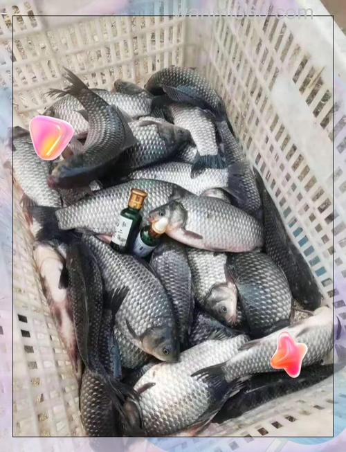 用麦粒钓鲫鱼钓底还是钓浮？