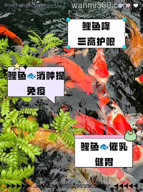 池塘中的鲤鱼怎样消灭 前提是不伤害上层鱼
