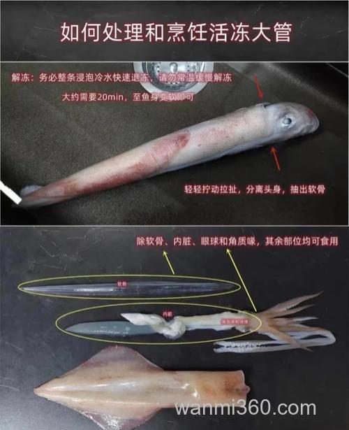 海钓鱿鱼技巧大揭秘!钓具选择及假饵运用全知道