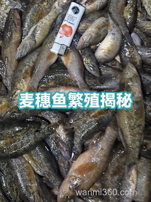 麦穗鱼的繁殖