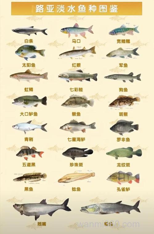 11月份千岛湖路亚能钓什么鱼?