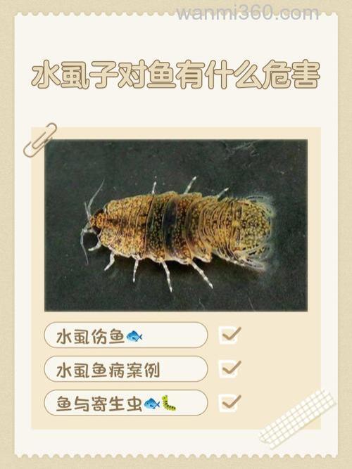 鱼怕水耗子么?