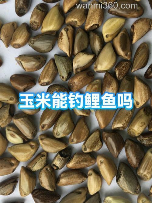 钓鲢鳙的玉米粉为什么要蒸熟