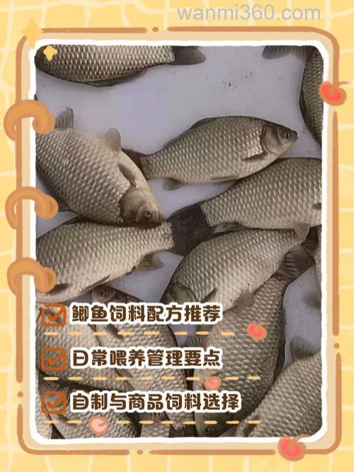 鲫鱼家养喂什么?