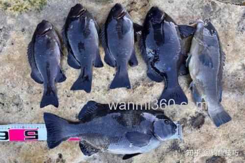 海钓黑毛鱼的关键技巧与策略,这些钓点你知道吗?