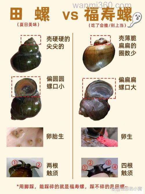广东秋季用螺鲤3号还是2号?