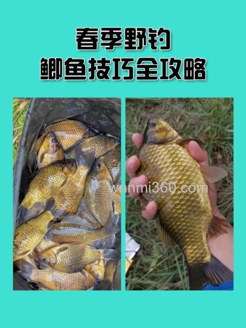 初春钓鱼技巧野钓鲫鱼