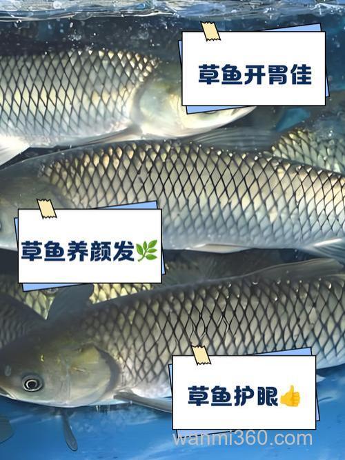 铁线草草鱼爱吃吗？