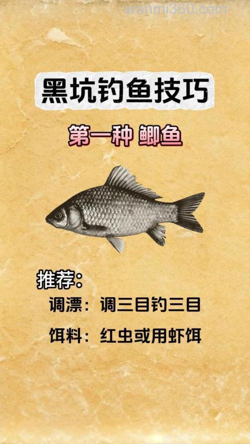 黑坑如何钓鲤鱼